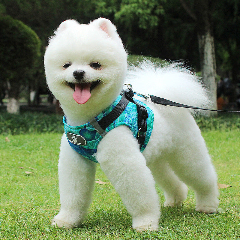 Collar & Harness