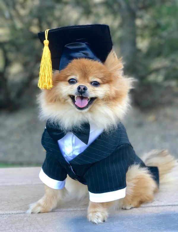 Graduation Pet Hat – Celebrate Your Smart Pup