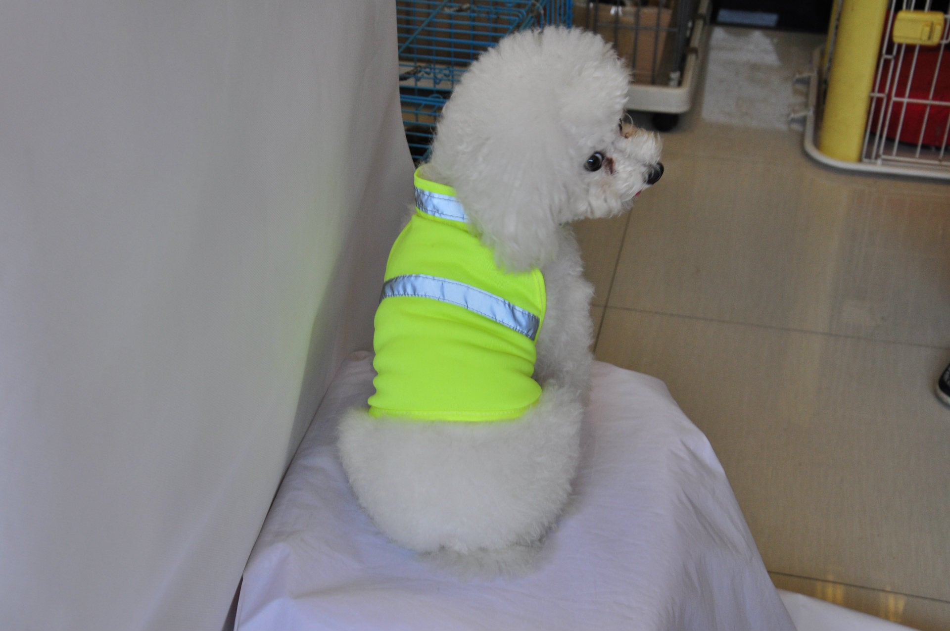 Cool Summer Reflective Gear for Your Pup’s Safety