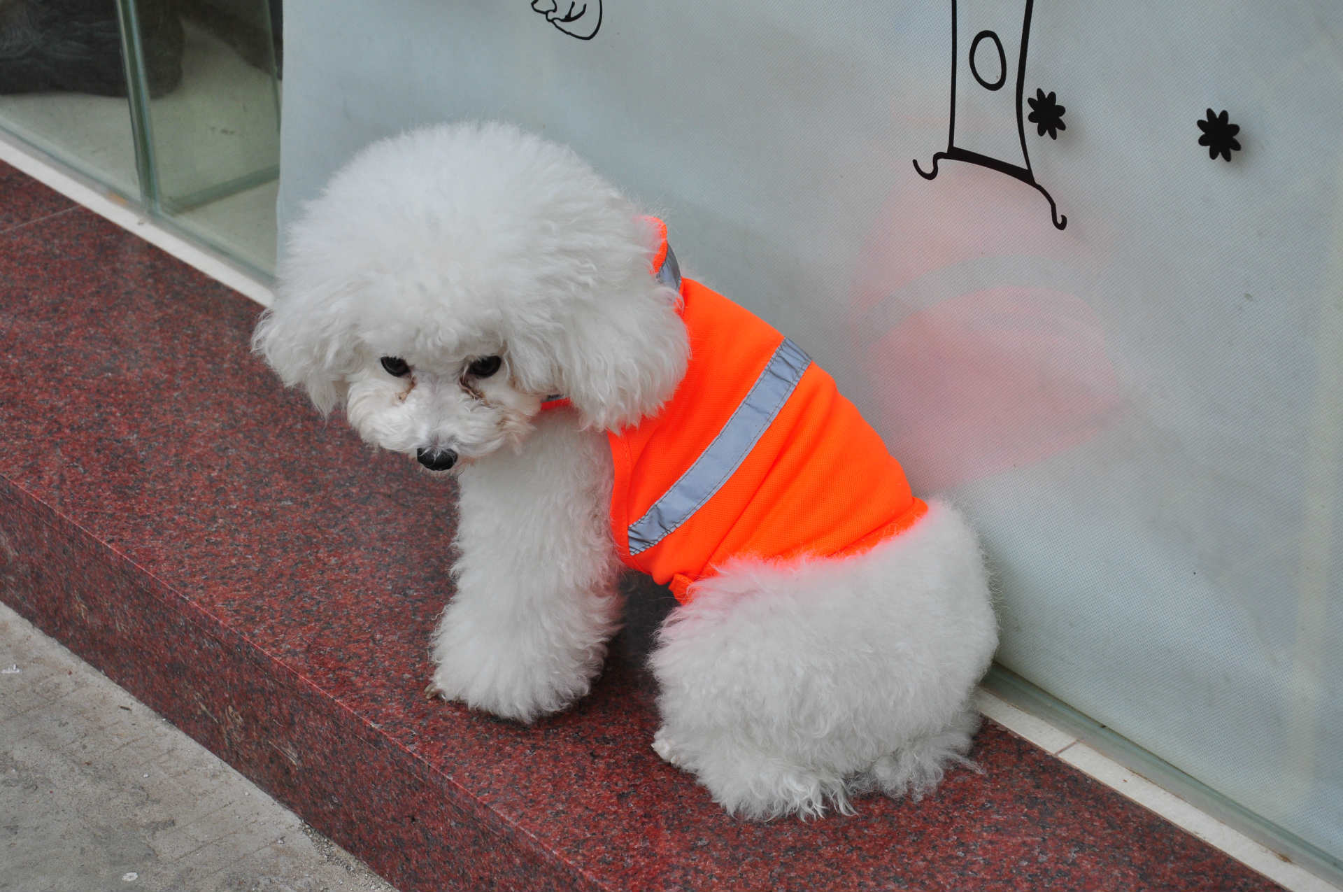 Cool Summer Reflective Gear for Your Pup’s Safety