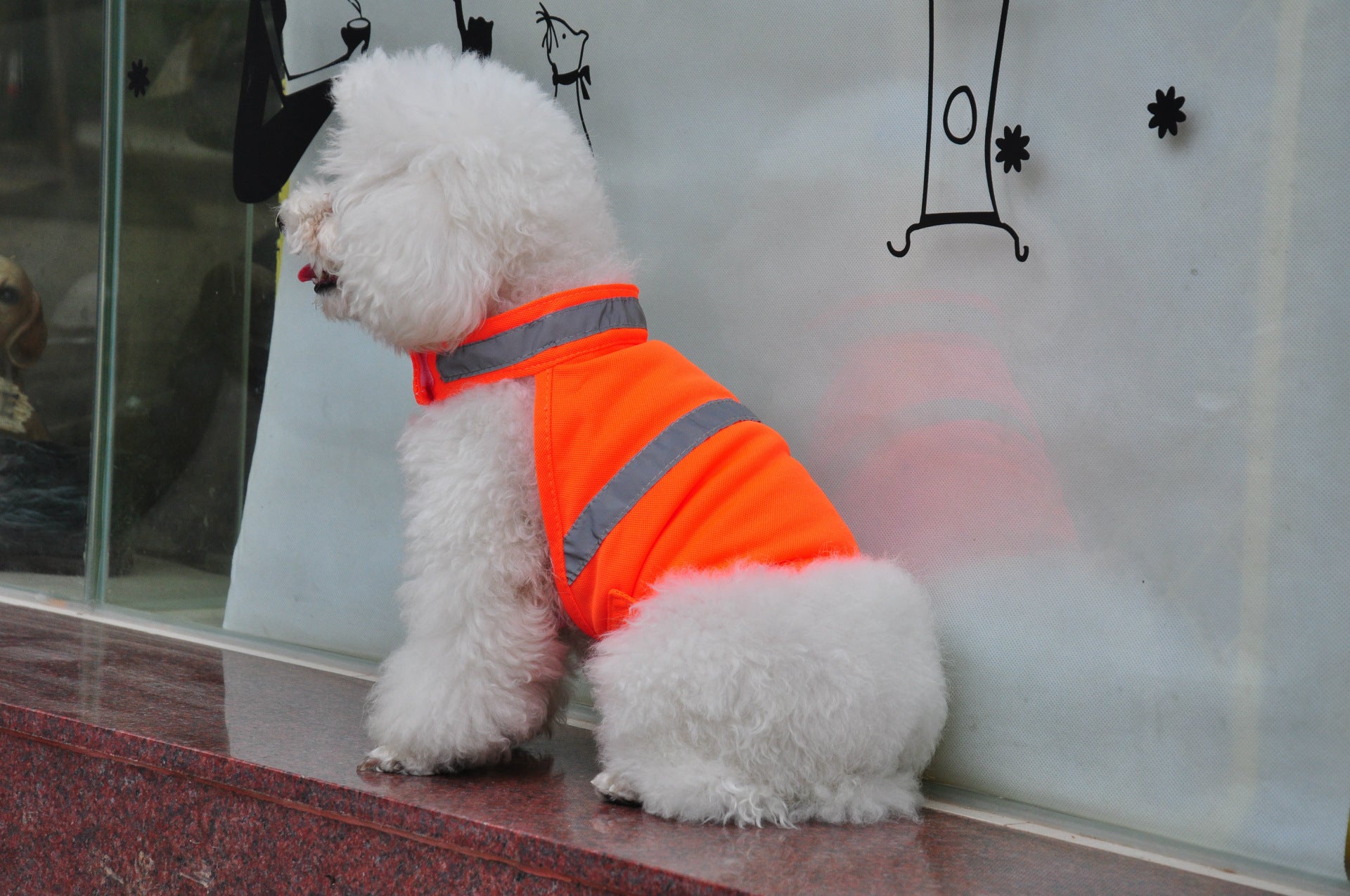 Cool Summer Reflective Gear for Your Pup’s Safety