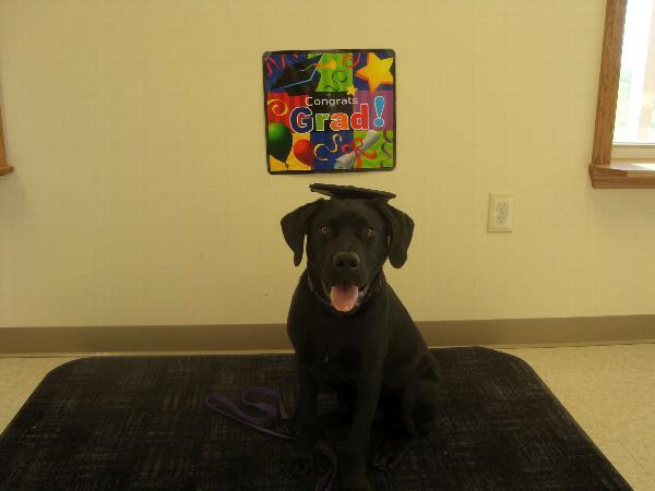 Graduation Pet Hat – Celebrate Your Smart Pup
