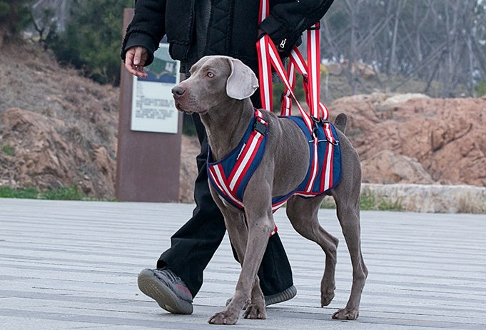 Supportive Dog Harness – Gentle Help for Senior Pups