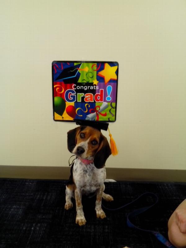 Graduation Pet Hat – Celebrate Your Smart Pup