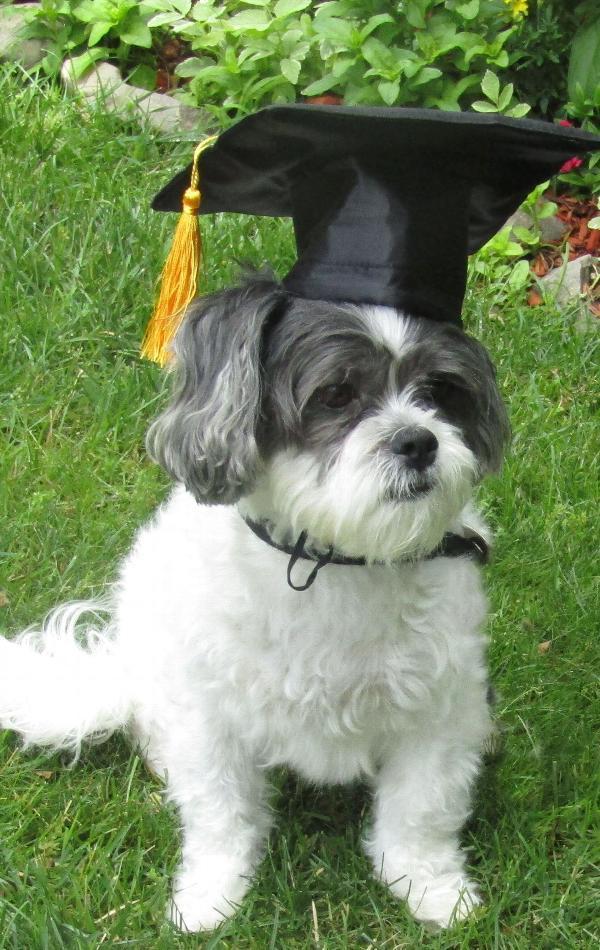 Graduation Pet Hat – Celebrate Your Smart Pup