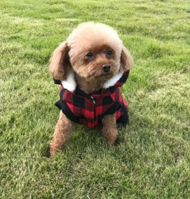 SnuggleFit Hooded Vest for Dogs
