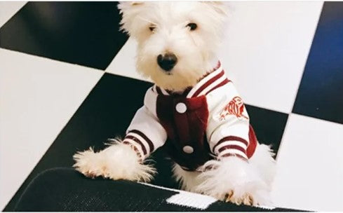 University Style Pup Sweater Vest
